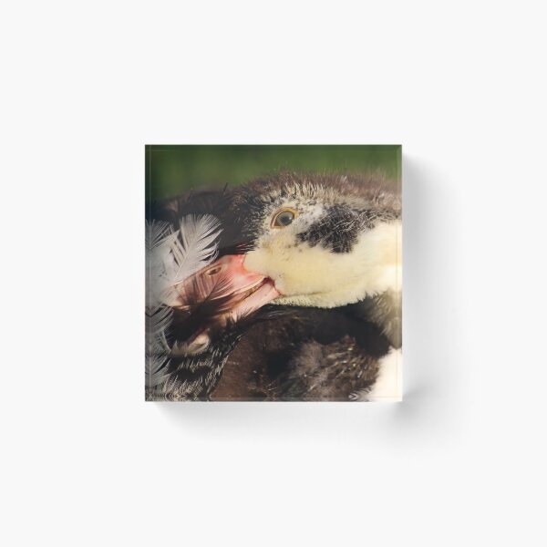 Item preview, First Feathers designed and sold by Jo Nijenhuis.