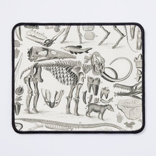 Item preview, Antique Fossil Illustration by Oliver Goldsmith designed and sold by ArchivedRecord.