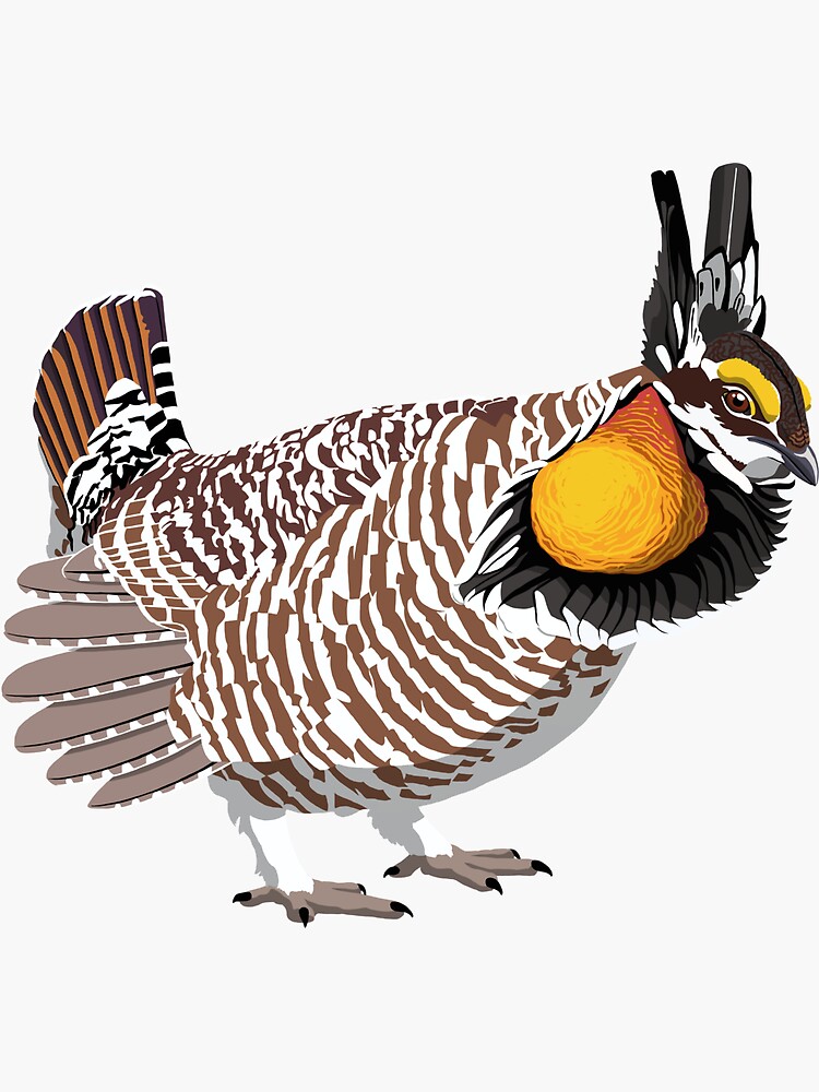 "Greater Prairie Chicken" Sticker for Sale by BennuBirdy Redbubble