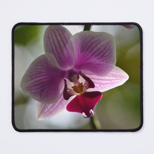 Item preview, One Beautiful Orchid designed and sold by Paula Betz.