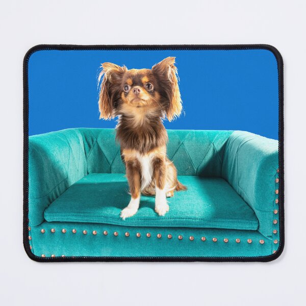 Item preview, Eva The Chihuahua On Her Special Settee designed and sold by Paul Thompson Photography.