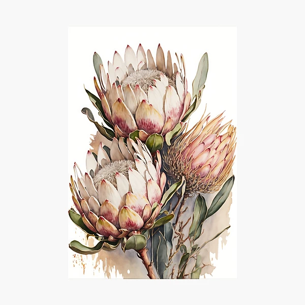 絵画 額縁付 プロテア protea Giant King Protea #2 - gallery style print , oak or black