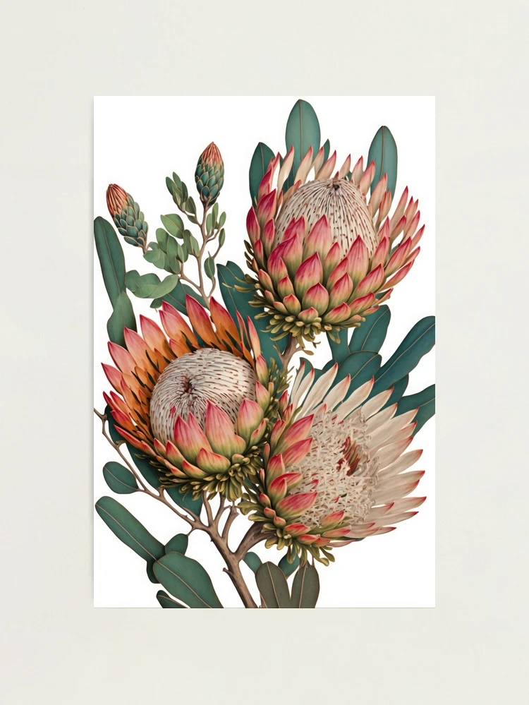 絵画 額縁付 プロテア protea Monochrome Protea , By Ekaterina Prisich,Wall Art Canvas Print,