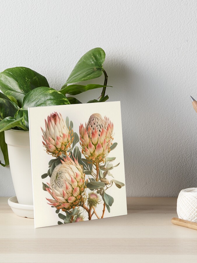 Protea Flowers 
