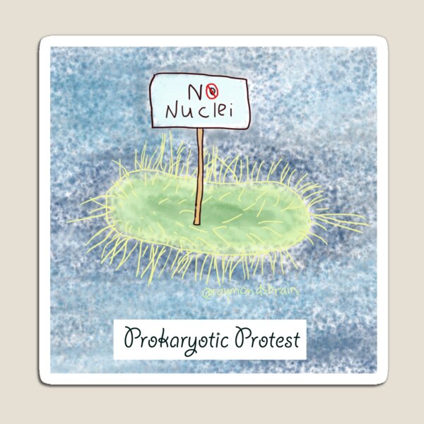 No Nuclei Magnet