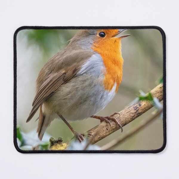Item preview, Singing Robin Red Breast designed and sold by JLP ARTWORKS.
