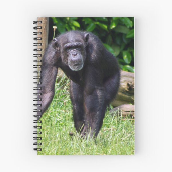 Item preview, Chimpanzee  designed and sold by Philip Butler.
