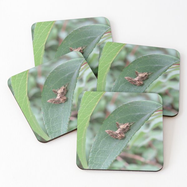 Item preview, Cool spider on a leaf designed and sold by greentiger1.
