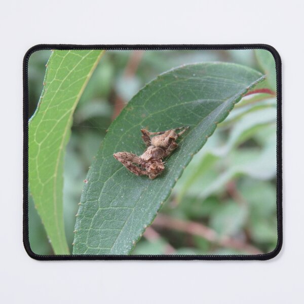 Item preview, Cool spider on a leaf designed and sold by greentiger1.