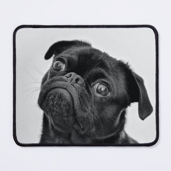 Item preview, Black french bulldog designed and sold by PET-SHIRTS.