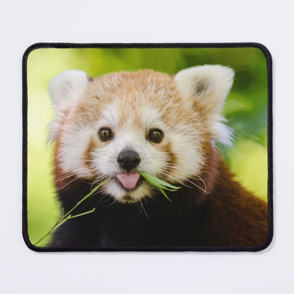 Item preview, Oso panda rojo designed and sold by PET-SHIRTS.