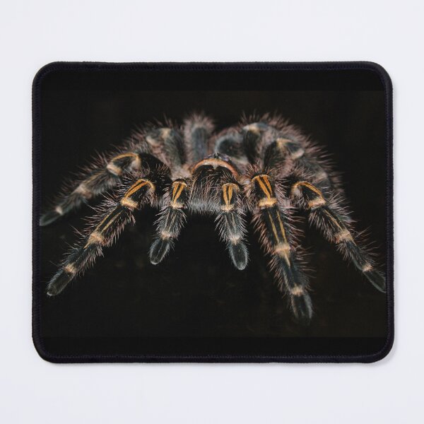 Item preview, Tarantula in black background designed and sold by PET-SHIRTS.