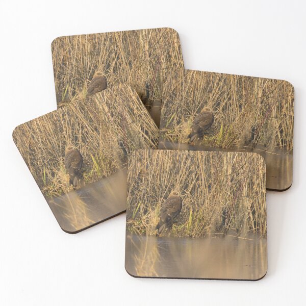 Item preview, Marsh Harrier designed and sold by LaurenTucker.