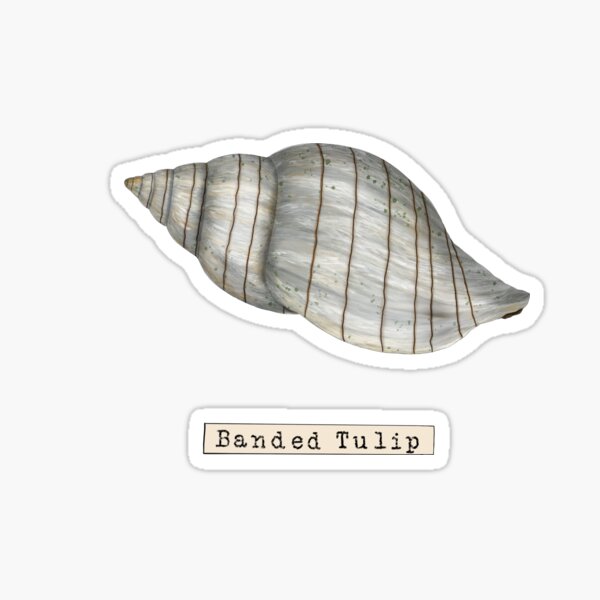 Vista previa del artículo con la obra «Concha de tulipán con bandas de la serie Seashell», diseñado y vendido por TasiaZenzura.
