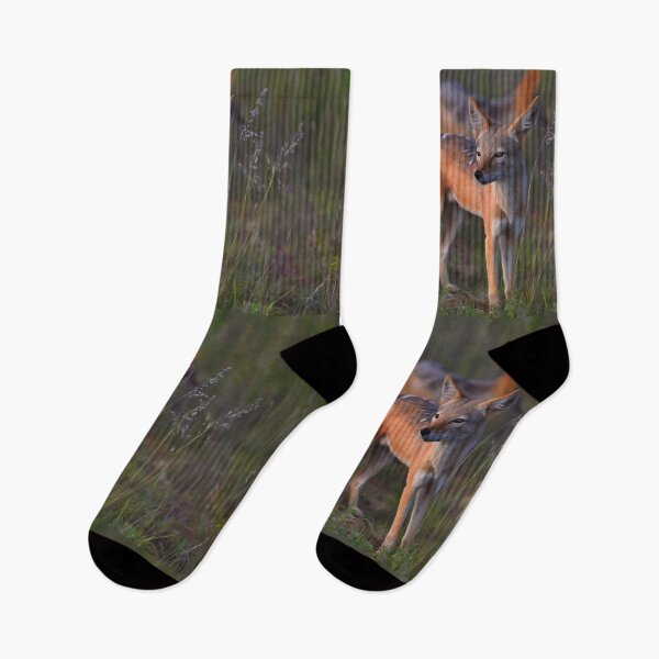 Item preview, Black-backed Jackal | African Wildlife designed and sold by Artisnaps.