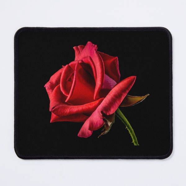 Item preview, Hybrid Tea Rose Plant designed and sold by kris-money.