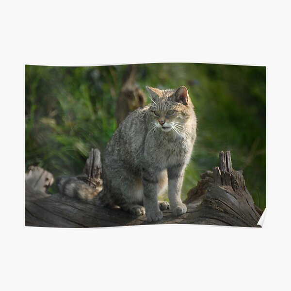 Scottish Wildcat (Endangered Specie 400 left) Poster