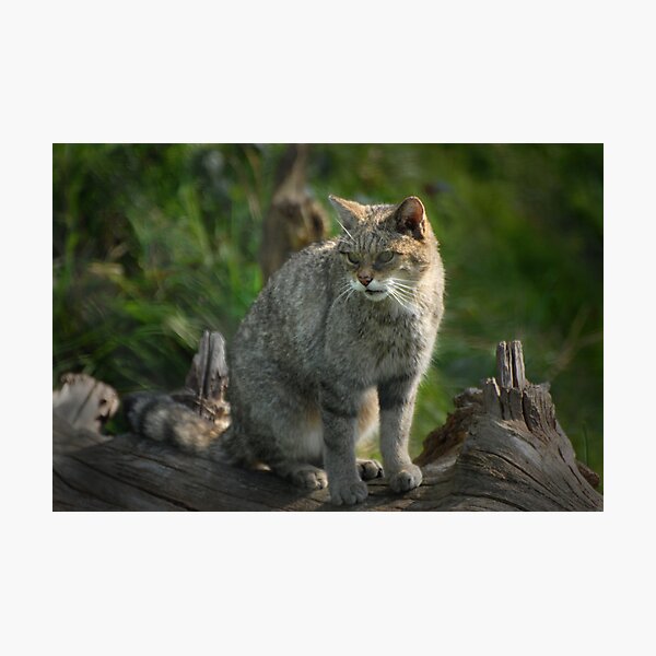 Scottish Wildcat (Endangered Specie 400 left) Photographic Print