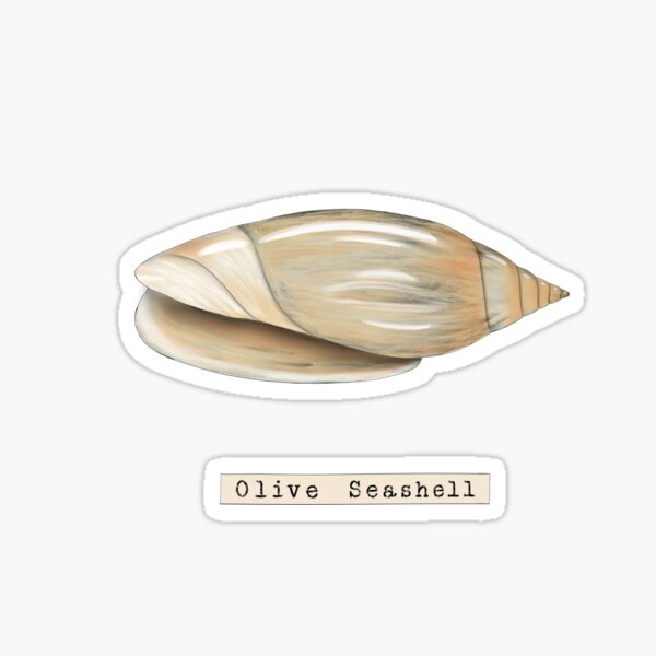 Vista previa del artículo con la obra «Concha de Oliva Serie Seashell», diseñado y vendido por TasiaZenzura.