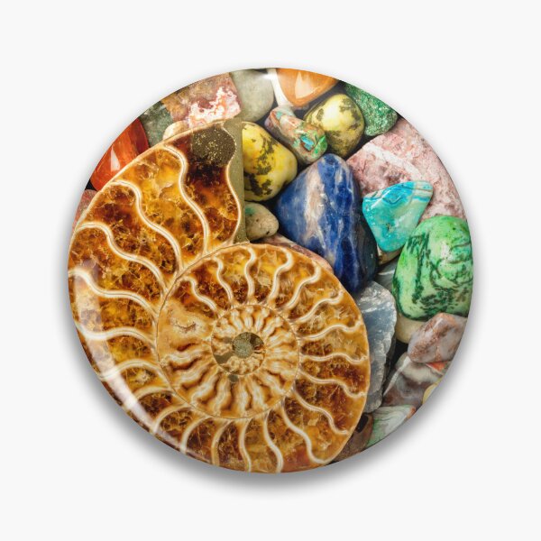 Item preview, Fossilized Nautilus Shell On Polished Stones designed and sold by Garry Gay.