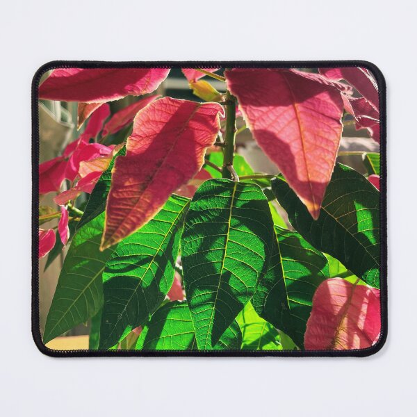 Item preview, Morning Poinsettia in January (1), 2023 designed and sold by Ula Shibazaki.