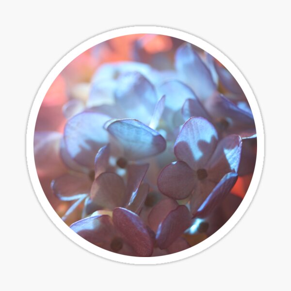 Item preview, Blue Hydrangea in Pink Light  designed and sold by Gwenn Seemel.