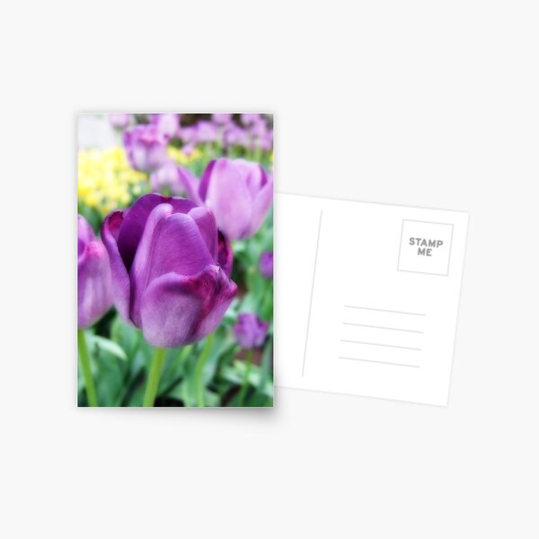 Item preview, PURPLE TULIPS designed and sold by mlynnd.