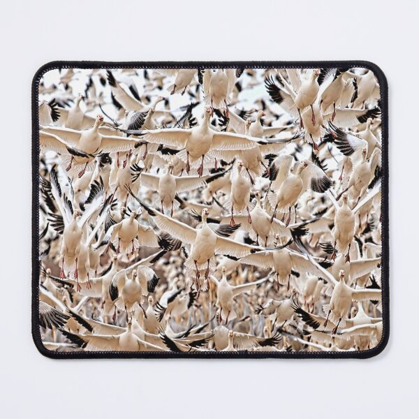 Item preview, Snow geese in flight, Bosque del Apache National Wildlife Refuge, New Mexico, USA designed and sold by Rocky Mountain Artistry.