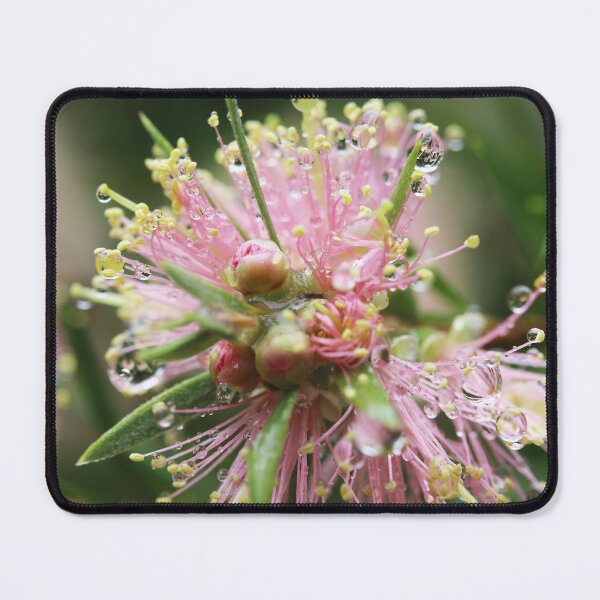 Item preview, Light Pink Callistemon designed and sold by Lauren Elizabeth Photograhy AU.