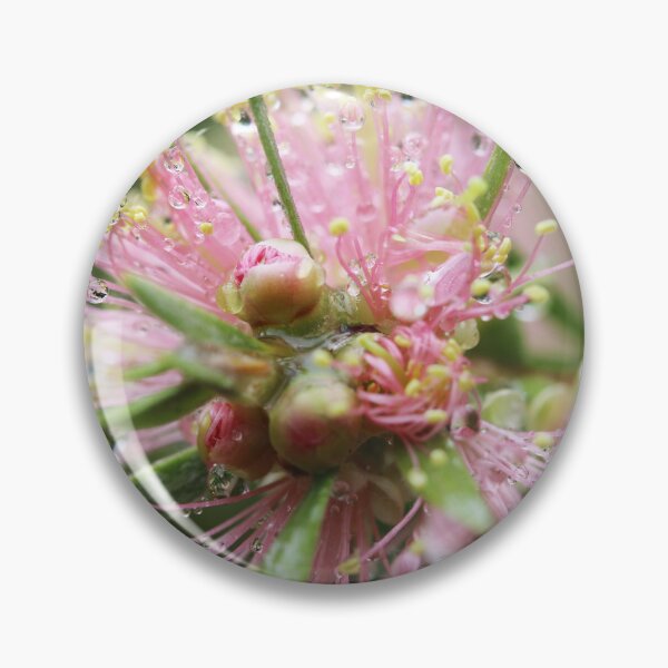 Item preview, Light Pink Callistemon designed and sold by Lauren Elizabeth Photograhy AU.