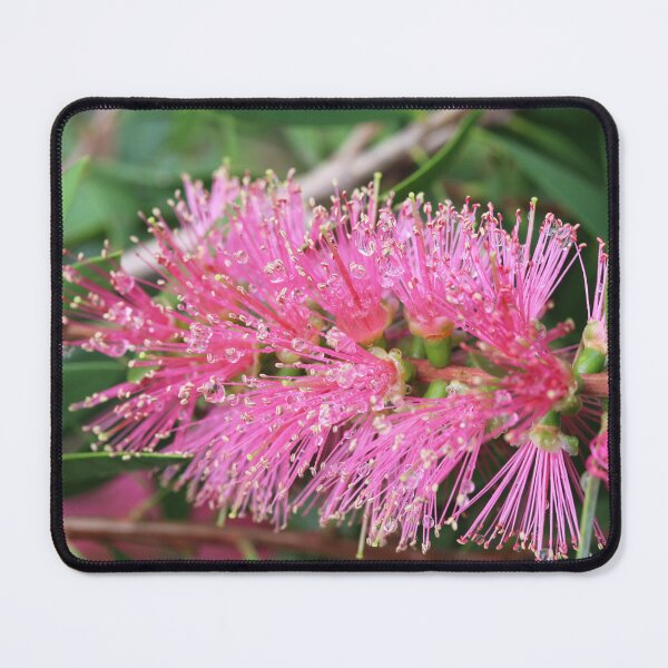 Item preview, Vivid Pink Callistemon designed and sold by Lauren Elizabeth Photograhy AU.