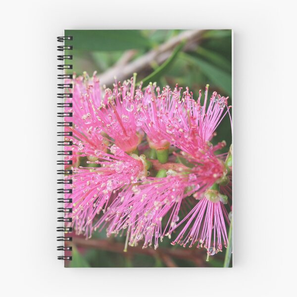 Item preview, Vivid Pink Callistemon designed and sold by Lauren Elizabeth Photograhy AU.