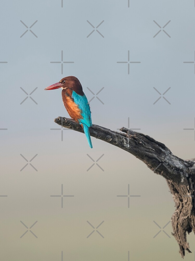 Thumbnail 6 of 6, Chiffon Top, White-throated Kingfisher designed and sold by Puttaswamy Ravishankar.