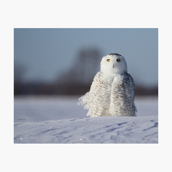 Saint Snowy Photographic Print