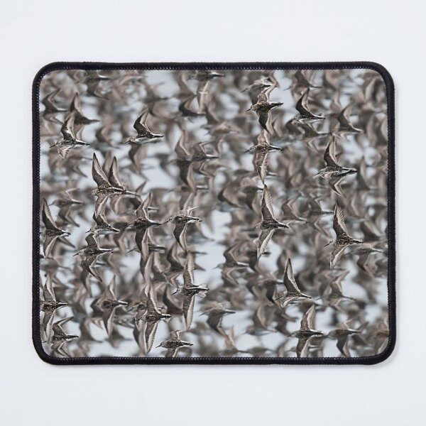 Item preview, Feathered Symphony designed and sold by Puttaswamy Ravishankar.
