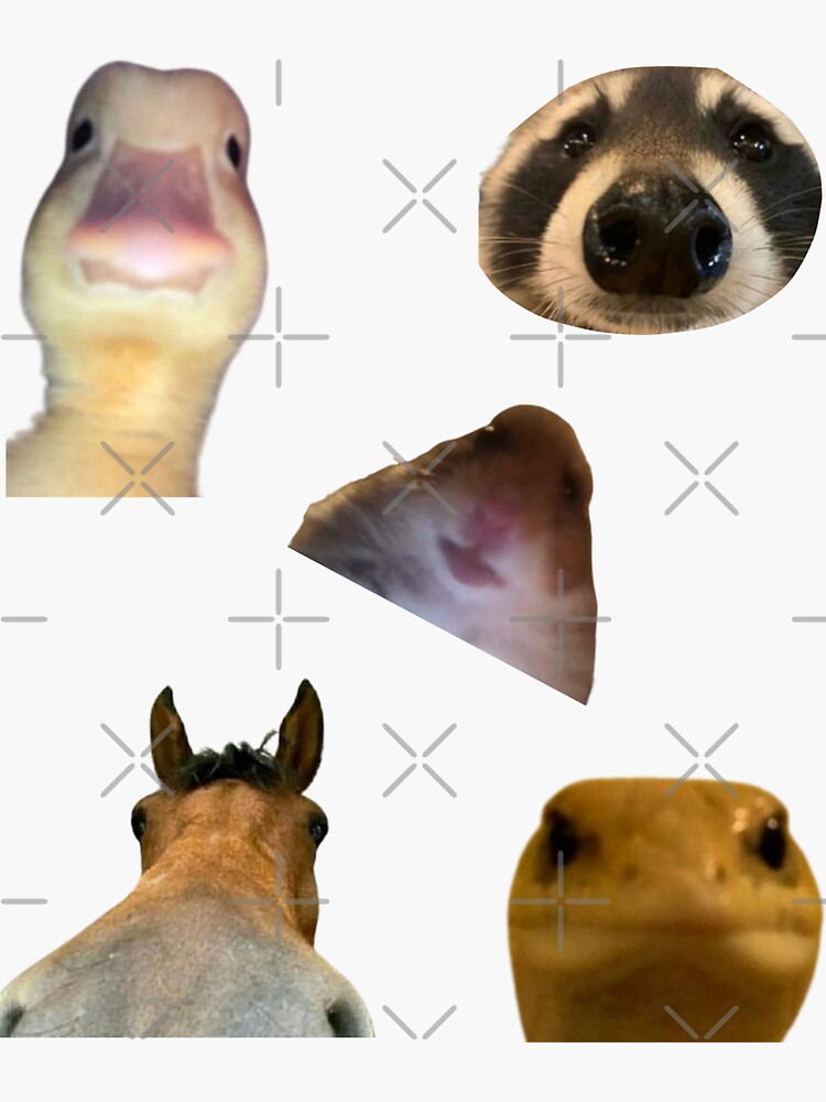 "Staring Animals Pack Meme (5)" Sticker For Sale By Redakhatib | Redbubble