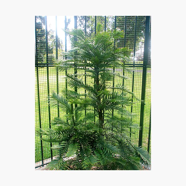 Wollemi Pine Photographic Print