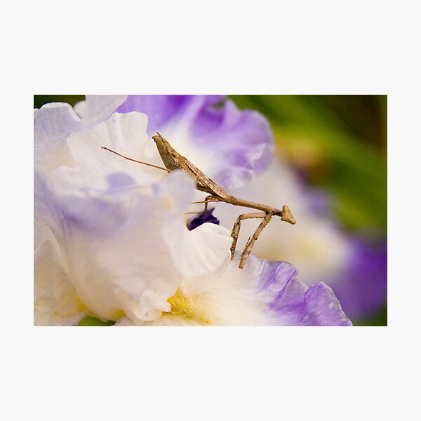 Praying Mantis Photographic Print