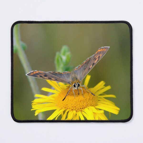 Item preview, Lycaena tityrus designed and sold by iago rodriguez dopico.