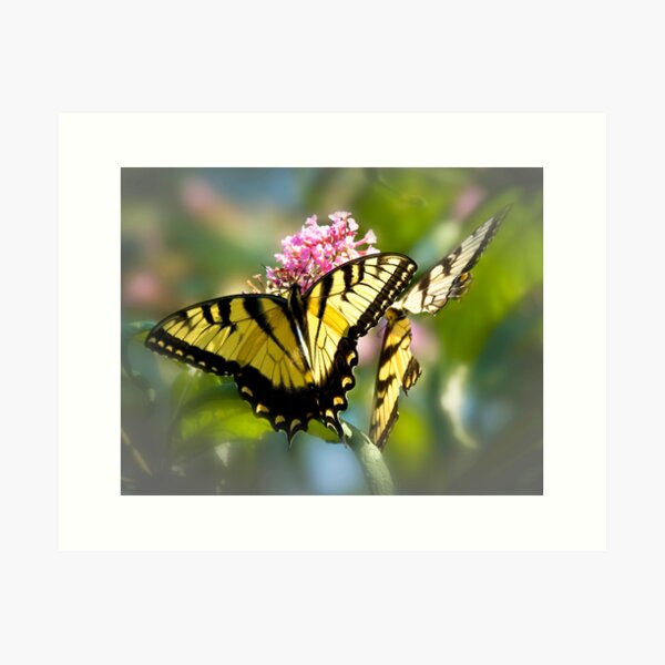 Butterfly in the Mist Art Print
