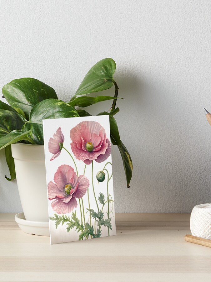 Pink Poppy Flowers 