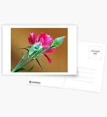 Carnation Postkarten
