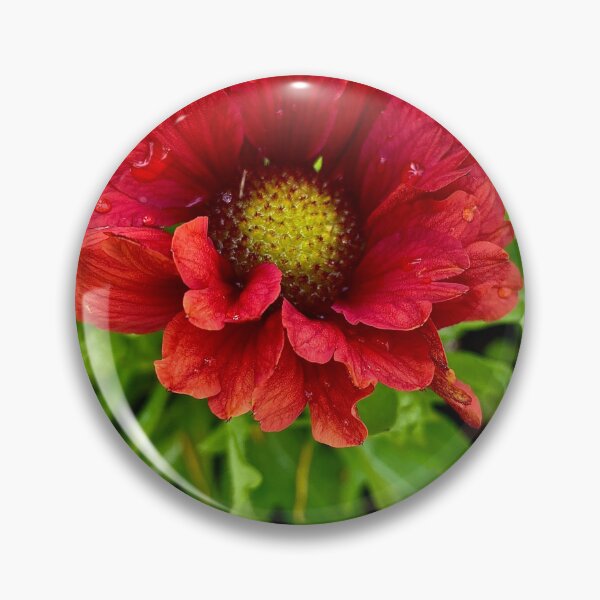 Artikelvorschau, Gaillardia Gaia entworfen und verkauft von Gaia-Rose-Art.
