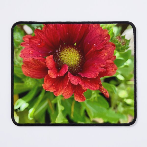 Artikelvorschau, Gaillardia Gaia entworfen und verkauft von Gaia-Rose-Art.