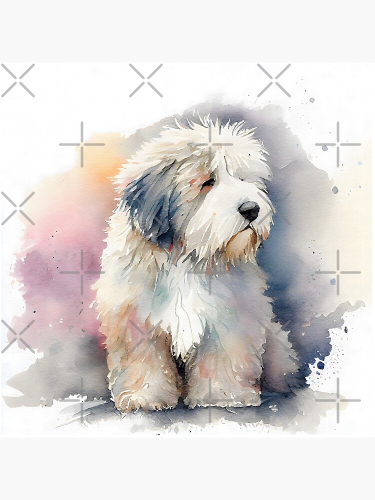 Old English Sheepdog Photographic Print for Sale by