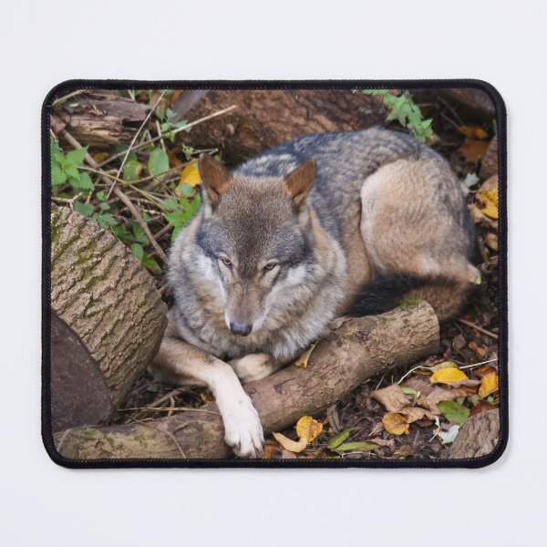 Item preview, Wolf designed and sold by BEastPhotos.