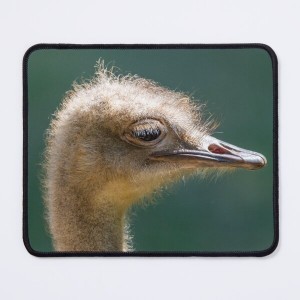 Item preview, Majestic Ostrich designed and sold by paulmorrishill.