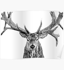 Red Deer - On White Poster