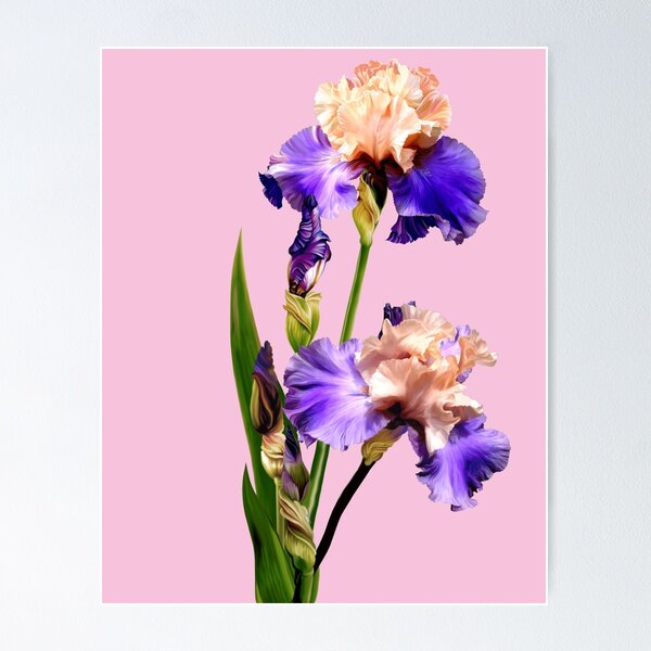 Item preview, Florentine Silk Iris designed and sold by Anthony Seeker.