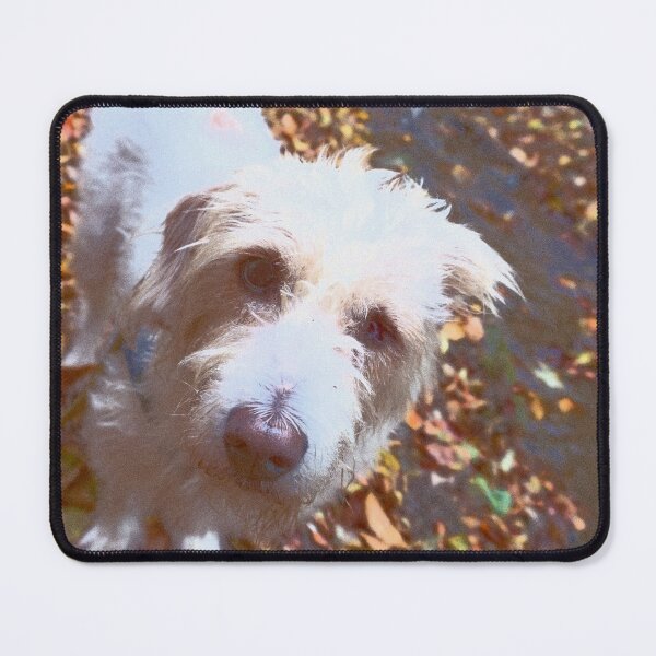 Item preview, Istrian sharp-haired wonderful hound designed and sold by NinaButo986.
